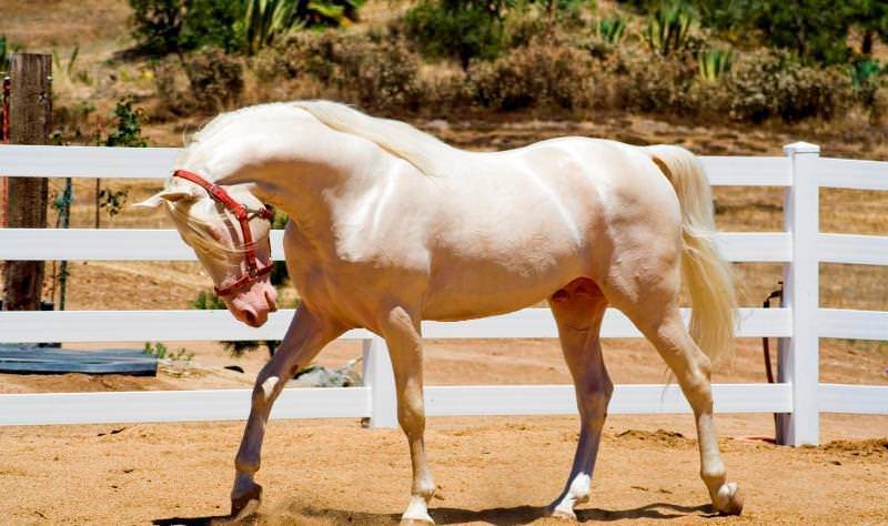 Аллюры лошадей: разновидности бега, их описание и характеристика