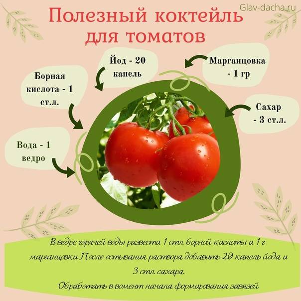 Как получить хороший урожай помидор в открытом грунте, хитрости и советы