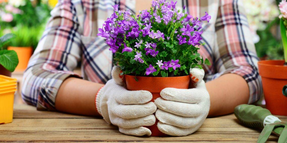 Мини-сад в горшке (45 фото): садик своими руками, растения, цветы для миниатюрного, цветочные композиции камней