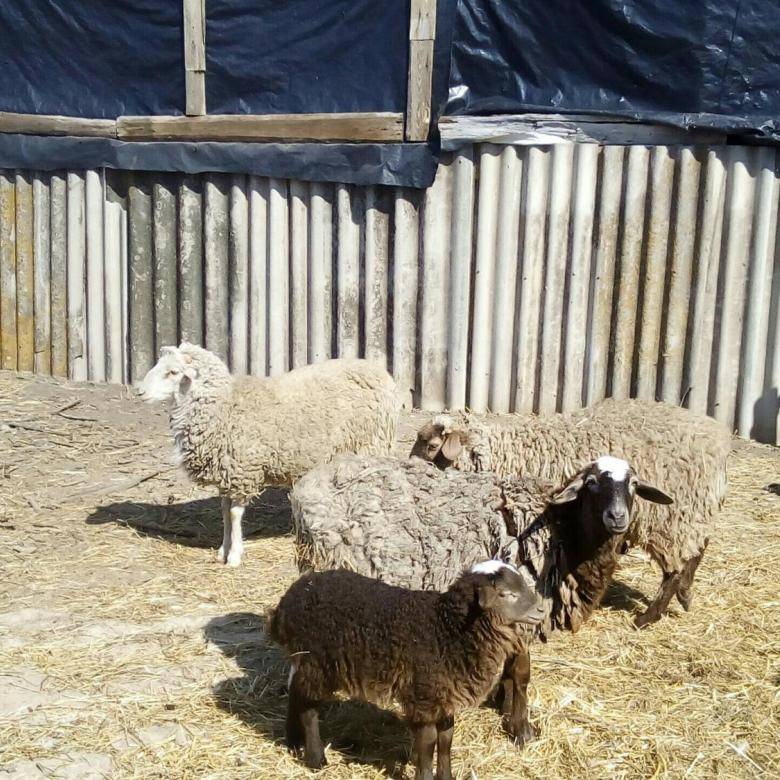 Курдючные породы овец: описание с фото, особенности и характеристики, содержание и разведение