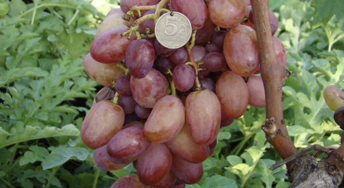 Виноград преображение: описание сорта, выращивание, уход, плюсы и минусы, отзывы