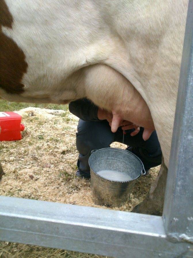 Дойка коров: ручные техники