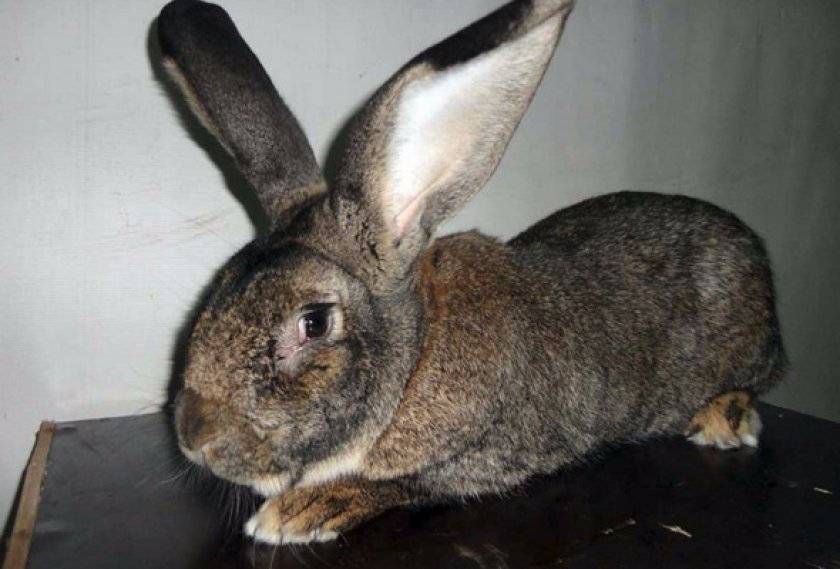 Кролик породы фландр (бельгийский великан): описание породы, фото