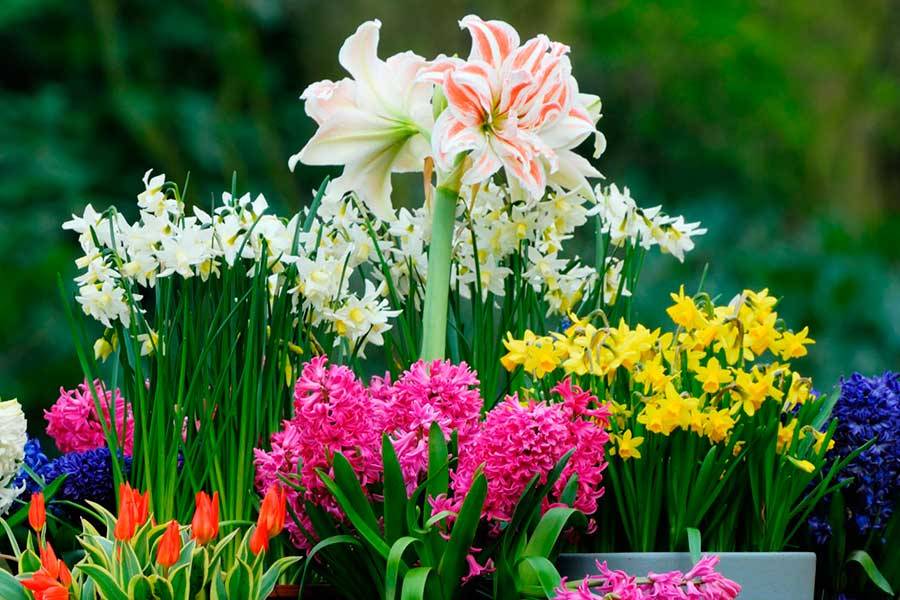 Комнатные луковичные цветы: домашние белые, красные растения с фото в горшках, пересадка, как ухаживать, весенний грунт, чем подкормить землю, выращивание, семейства