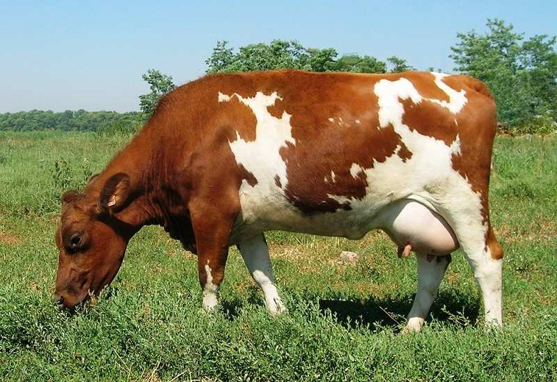Описание красногорбатовской породы коров, особенности содержания и правила кормления