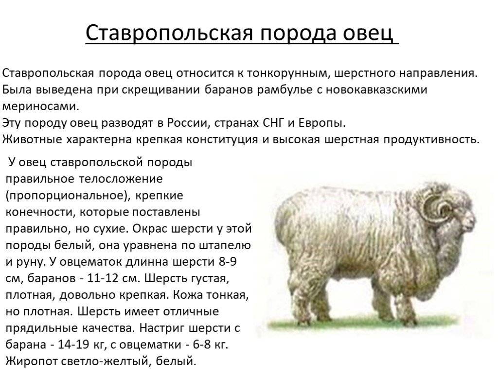 Овца меринос - описание породы, содержание и разведение