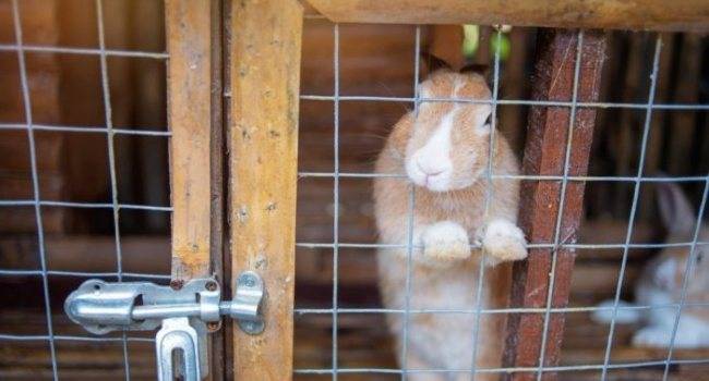 Что делать если кролик грызет деревянную клетку
