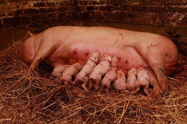 Микроклимат в свинарниках | системы микроклимата для свиней