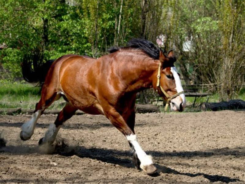 Порода лошадей владимирский тяжеловоз: история, экстерьер, рабочие качества и содержание