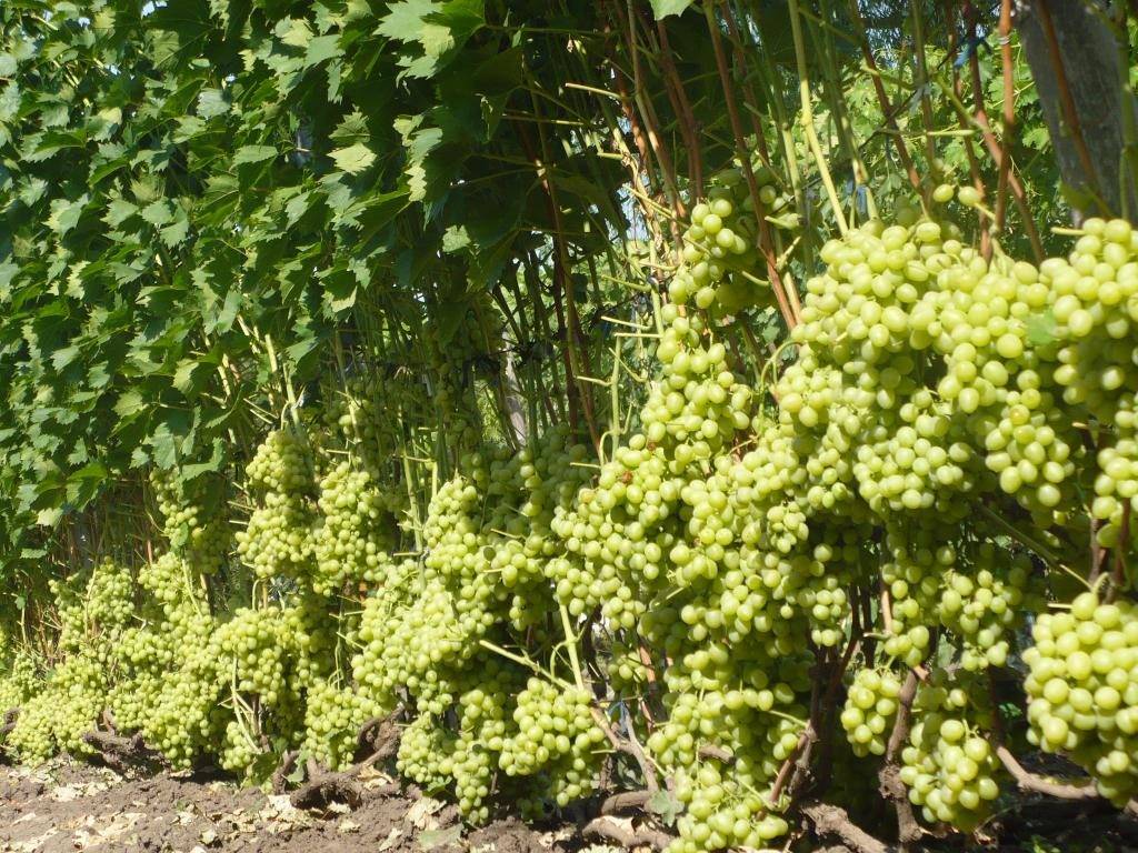 Виноград аркадия описание и характеристика сорта, выращивание и уход, отзывы, фото