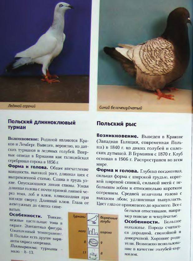 Спортивные и почтовые голуби: скорость полета, как работает голубиная почта