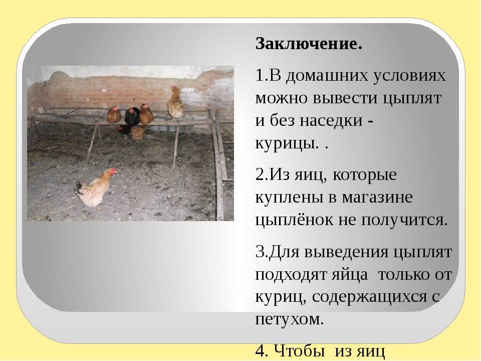 Выращивание цыплят с наседкой в домашних условиях, как все организовать и можно ли это сделать без нее? selo.guru — интернет портал о сельском хозяйстве