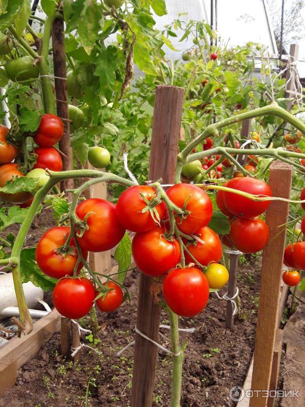 Томат дубрава: описание и характеристика сорта, особенности выращивания помидоров, посадка и уход, отзывы тех, кто сажал, фото