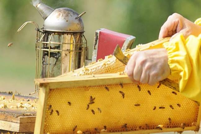 Инструкция для начинающего пчеловода
