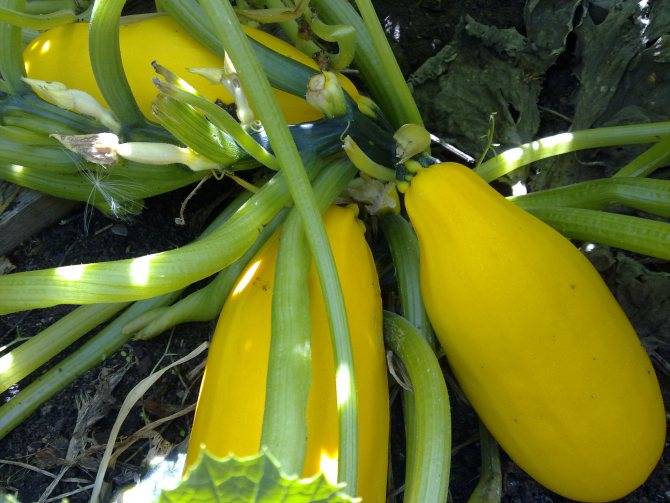 Плоды кабачков желтеют и гниют – что произошло с молодым урожаем и как исправить проблему