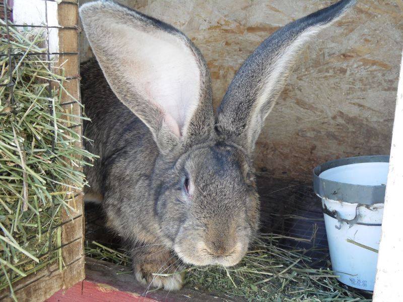 Кролик ризен: описание породы, фото, содержание