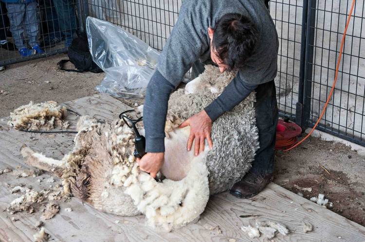 Стрижка овец - овцеводство - животноводство - собственник