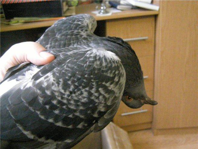 Вертячка у голубей: причины, симптомы и методы лечения