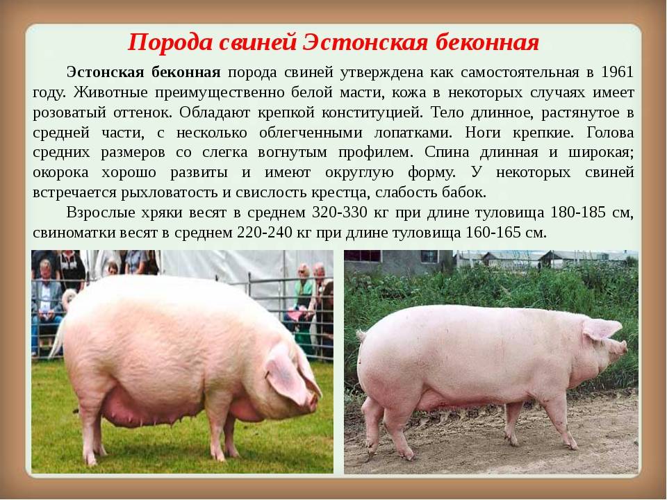 Свиньи кармалы: порода, о которой пока можно только мечтать