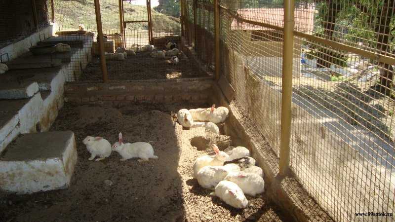 ᐉ клетки для откорма кроликов своими руками - zooon.ru
