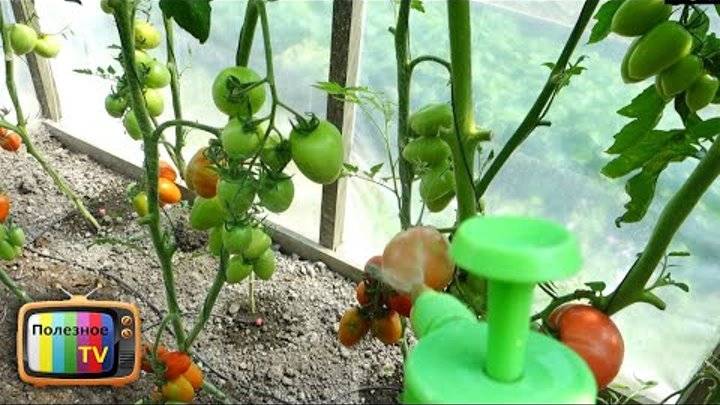 Как увеличить урожай помидоров в открытом грунте: 10 советов | народные знания от кравченко анатолия