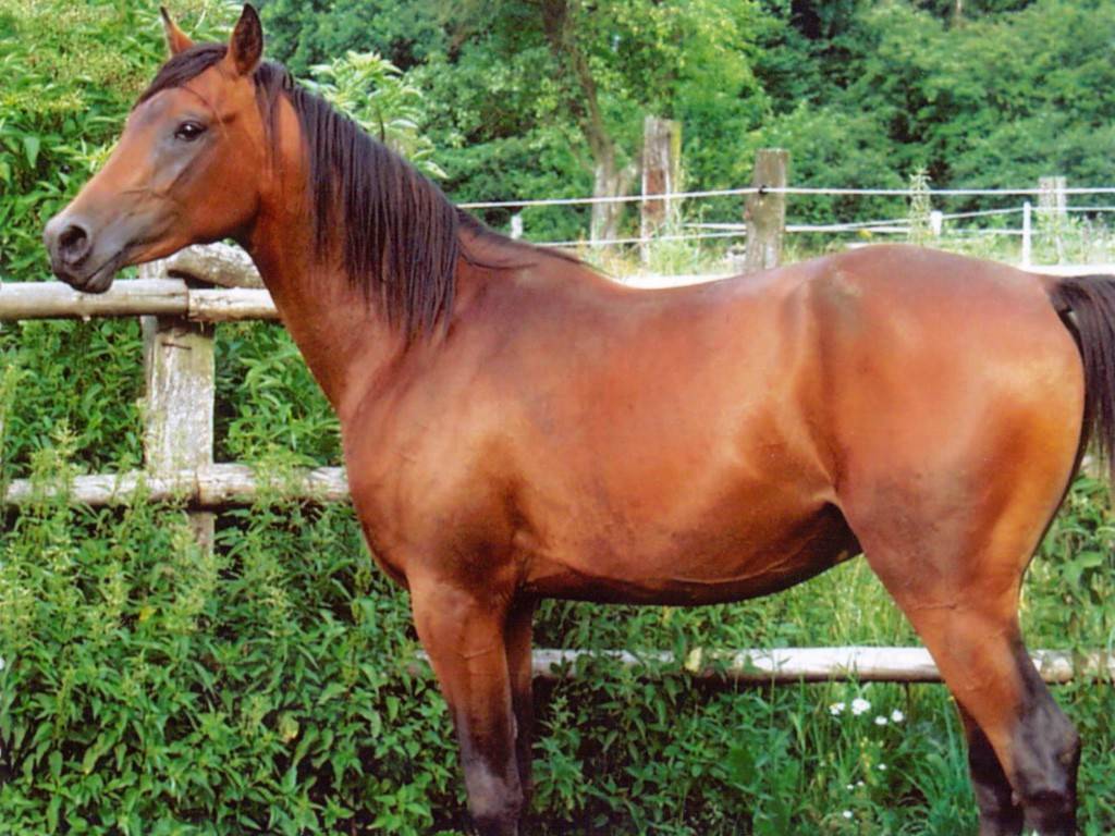 Гнедая масть лошади: что это значит? описание коня, виды и разведение