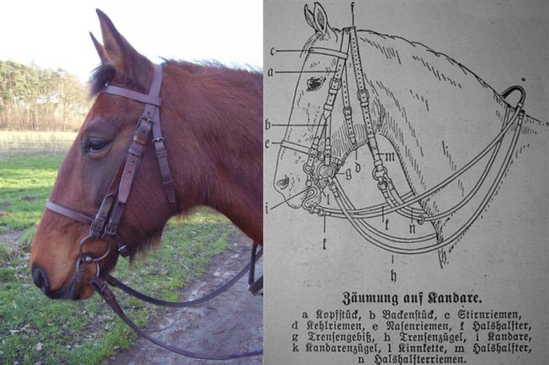 Уздечка для лошади — виды, строение, как сделать недоуздок, пошаговая инструкция, как надеть