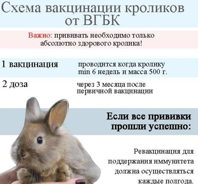 Вакцинация (прививки) кроликам в ветклиниках россии