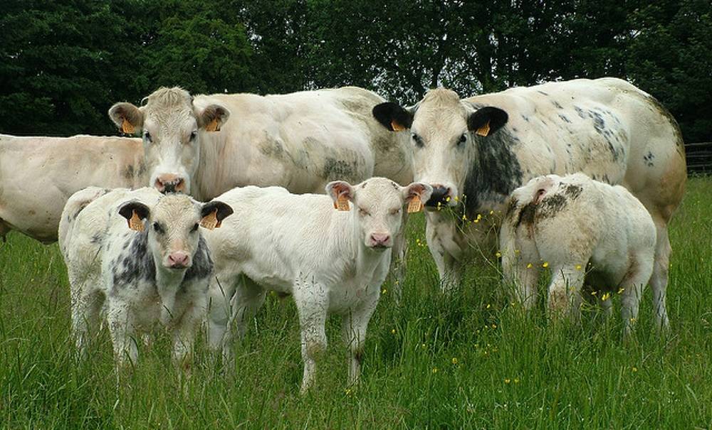 Бельгийская голубая корова: описание породы, быки мутанты