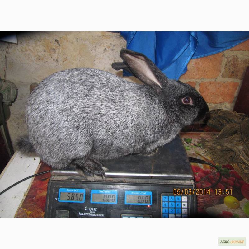 Кролики полтавское серебро: характеристика и описание породы