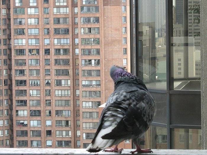 Как избавиться от голубей на подоконнике: отпугнуть, отвадить, прогнать