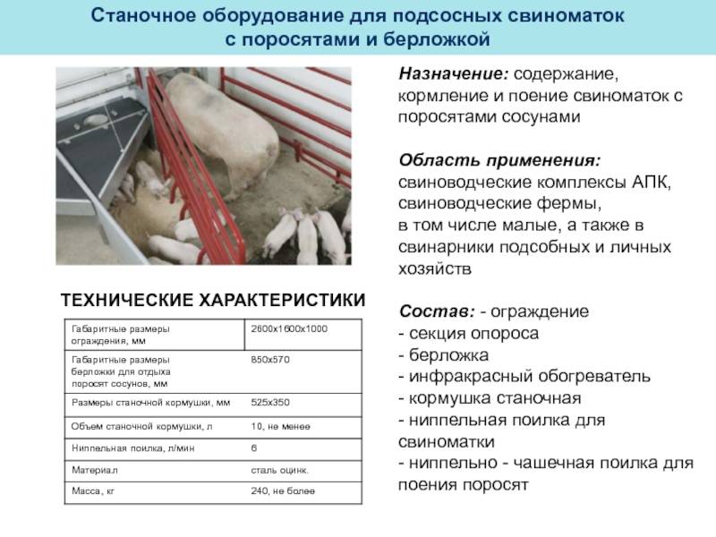 ᐉ содержание свиней в домашних условиях и правильный уход - zooon.ru