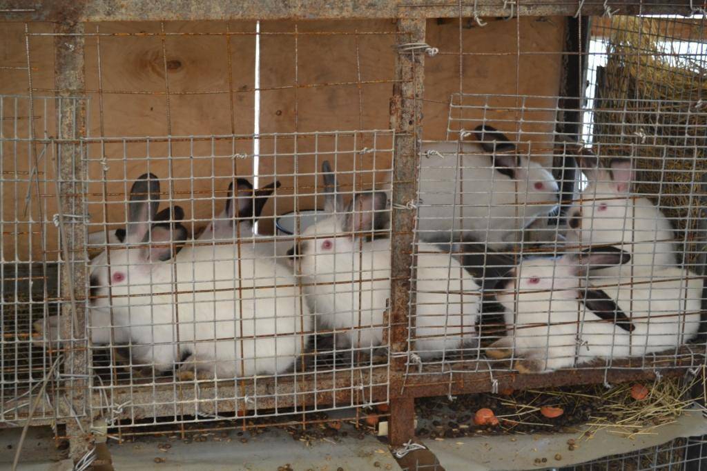 Калифорнийские кролики: основы содержания и разведения породы