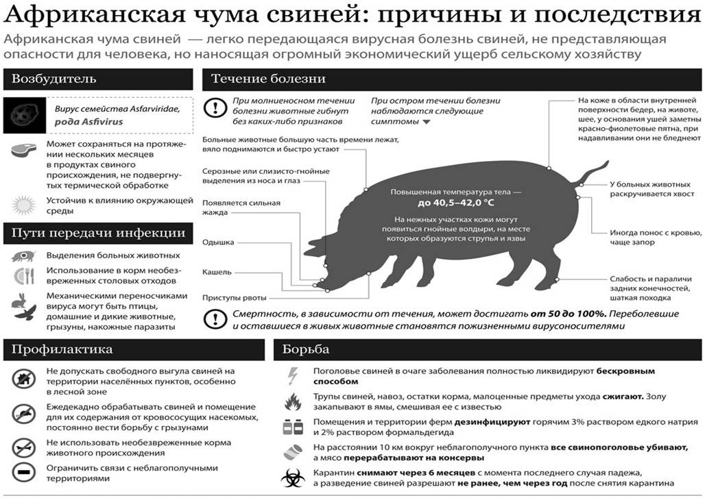 Патологоанатомические изменения при заболевании животных африканской чумой свиней