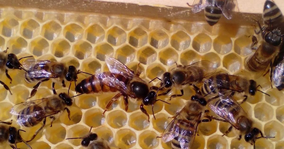 Пчелы породы краинка или краинская пчела, описание и характеристика