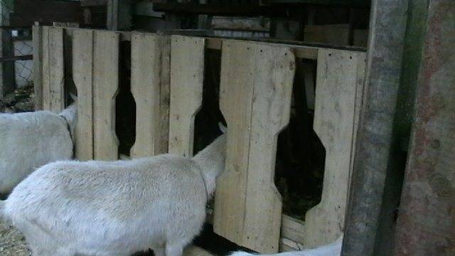 Кормушка для козы своими руками: описание, фото и чертежи