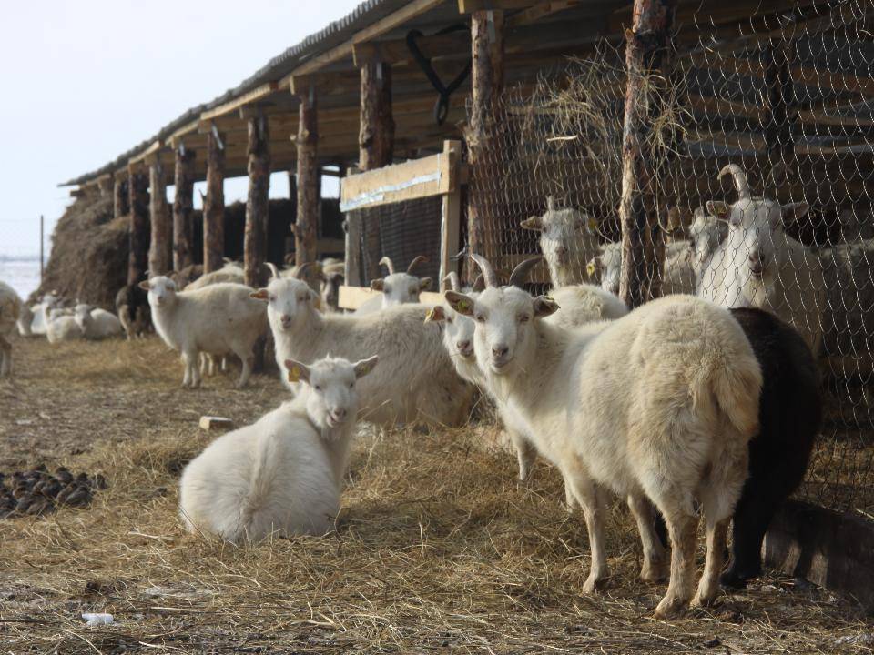 Как заработать на разведении овец и баранов - обзор идеи для фермера (октябрь 2021) — vipidei.com