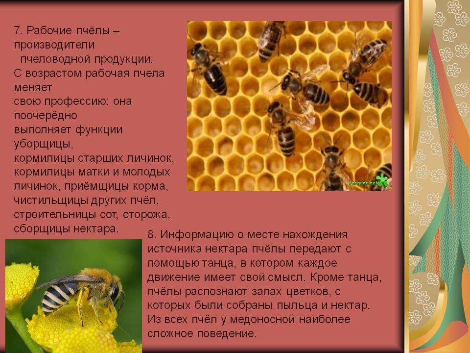 Развитие рабочей пчелы от яйца до взрослой особи: подробно