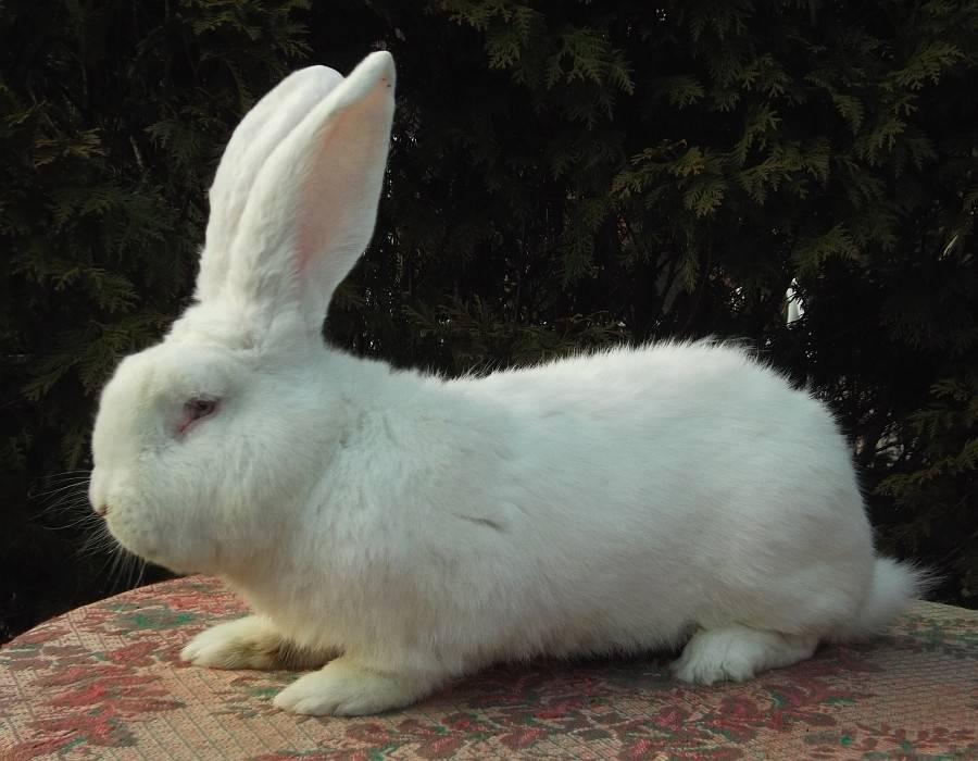Кролики серебро: описание серебристой породы домашних животных