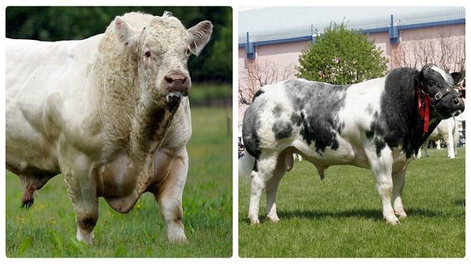Описание и характеристики продуктивности Бельгийских голубых коров