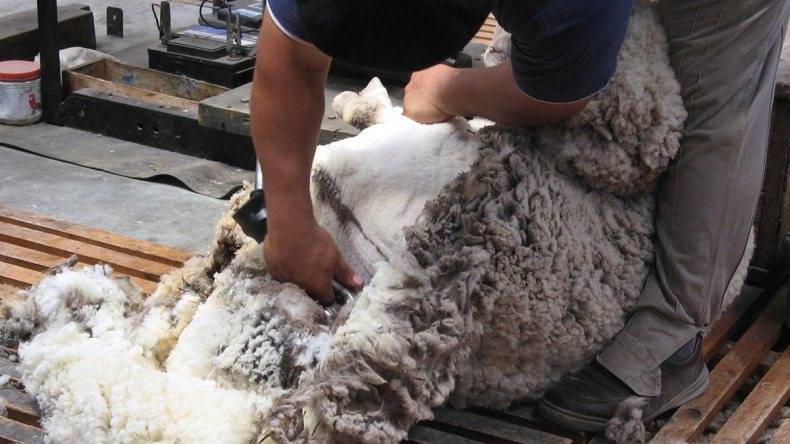 Стрижка овец и баранов - как проводить, ножницы и агрегаты 2021