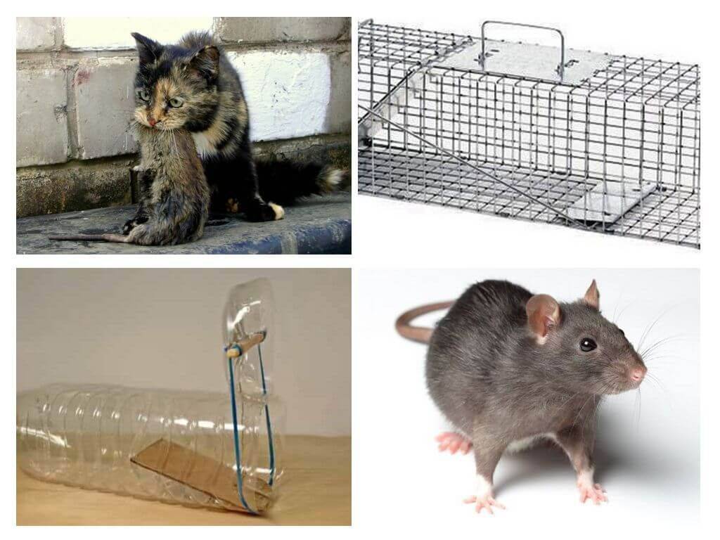 Как вывести крыс из сарая: народные средства, применение химикатов и другие способы избавиться от грызунов