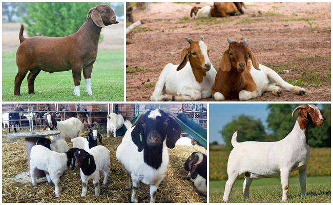 Бурская порода коз: описание, продуктивность, достоинства и недостатки