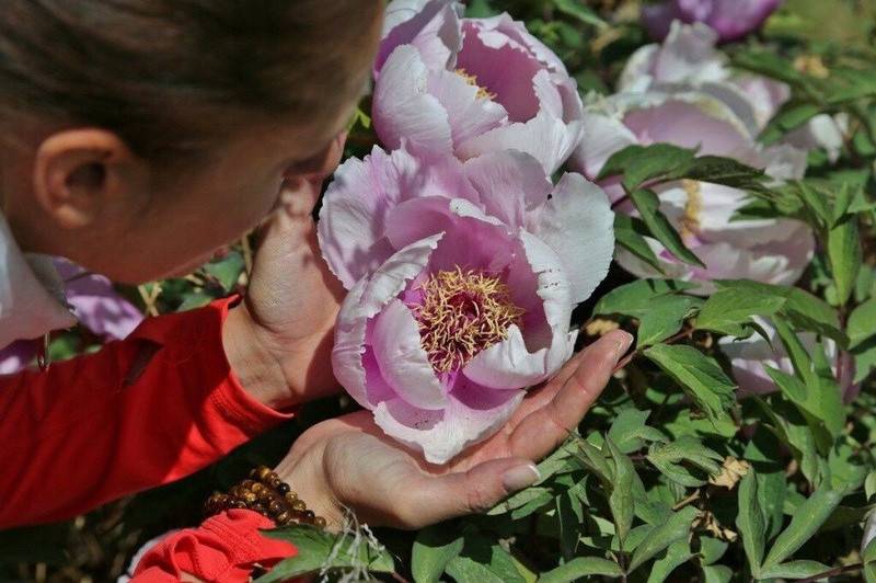Секреты цветовода: как добиться пышного цветения пионов?