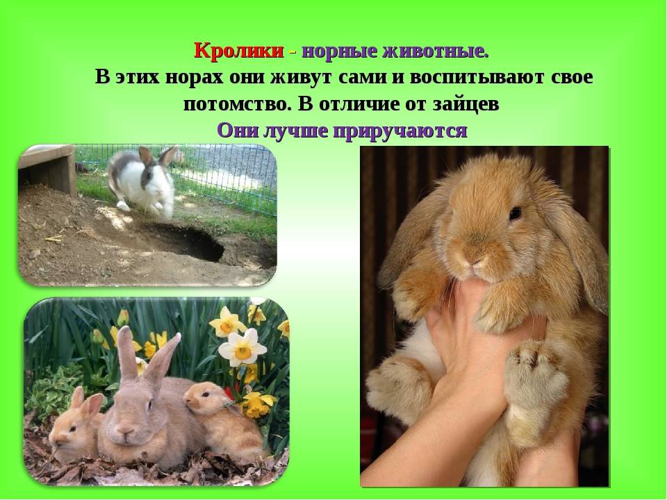 Отличия зайца от кролика и можно ли их скрещивать между собой