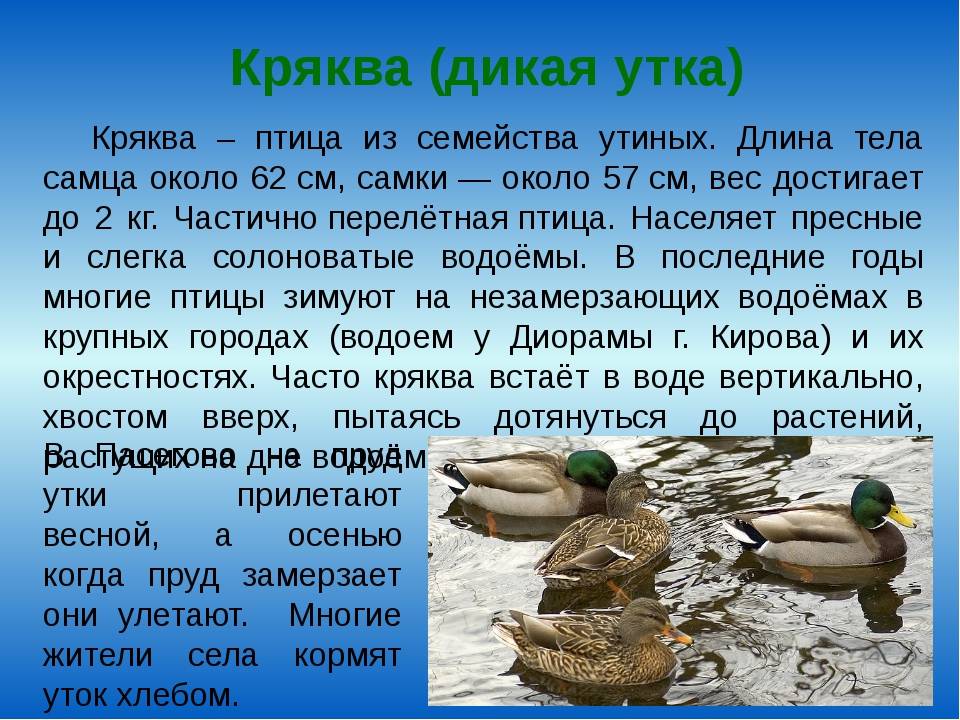 Крымский охотник - охотничий блог - кряква обыкновенная