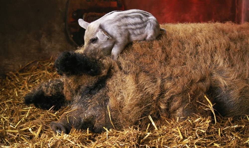 Венгерская мангалица: фото, описание породы свиней, разведение, содержание, уход + отзывы