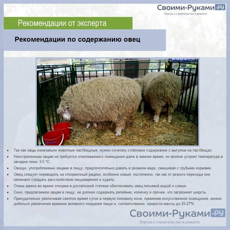 Кормление овец и баранов в зимний период