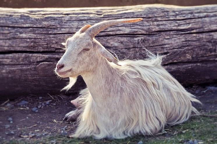 Описание и характеристики продуктивности Ангорской породы коз