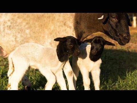 Овцы породы дорпер: описание и характеристика - домашние наши друзья